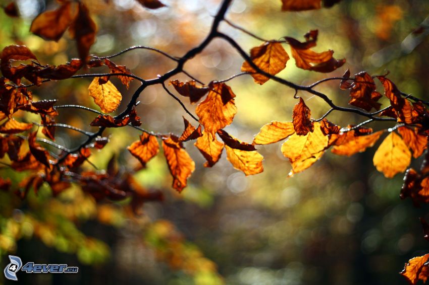 autumn leaves, twig