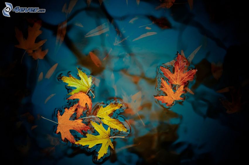 autumn leaves, water