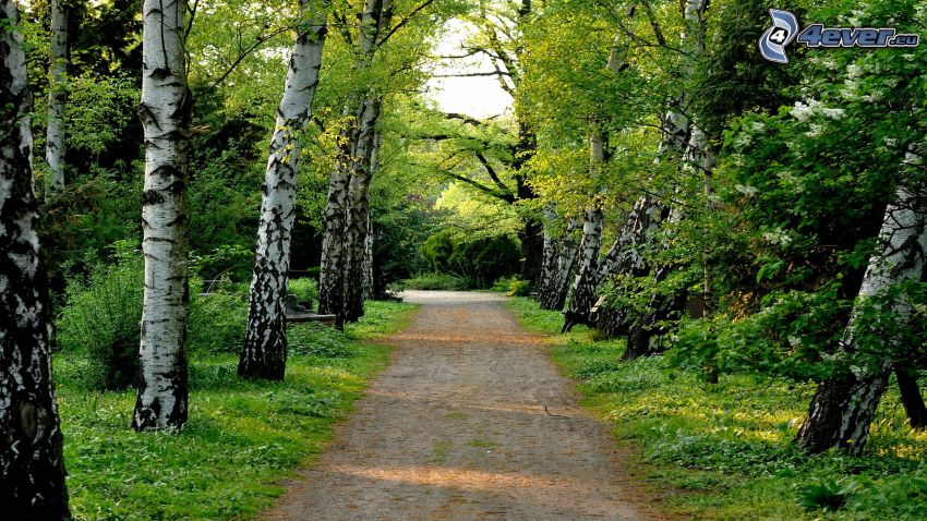 avenue of trees, birch forest, sidewalk