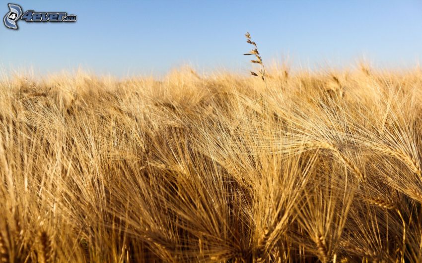 barley, grain field
