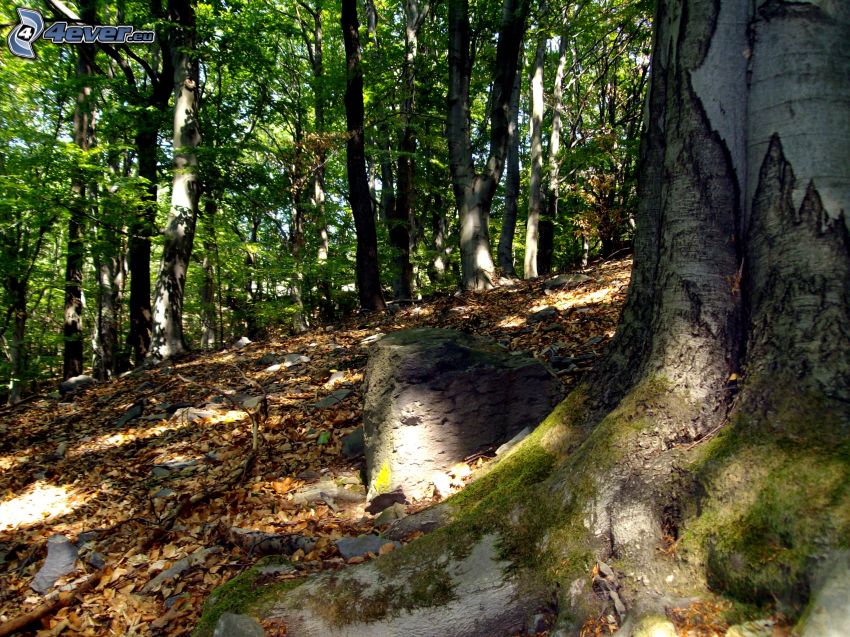 beech forest, deciduous trees, leaves
