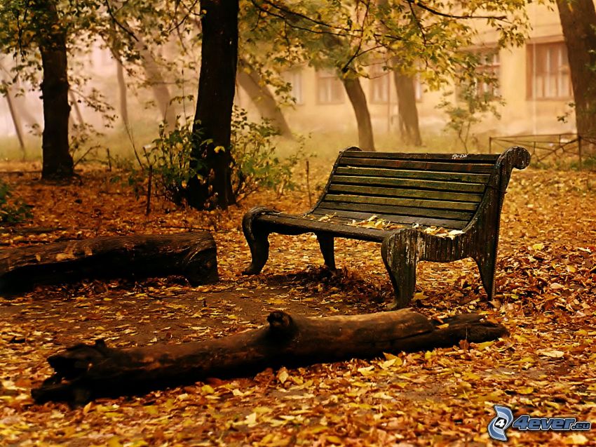bench, wood, fallen leaves