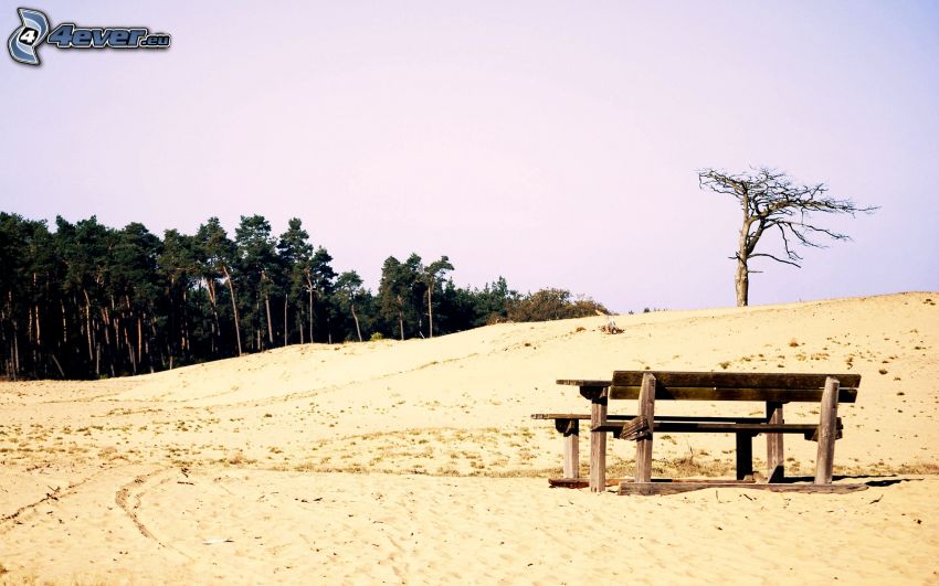 benches, desert, dried tree, forest