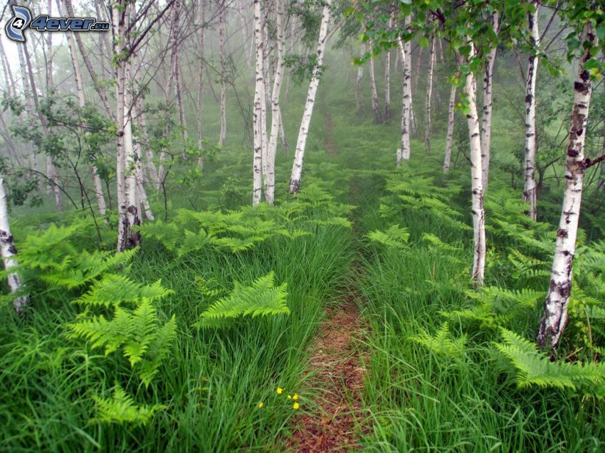 birch forest, forest road, ferns