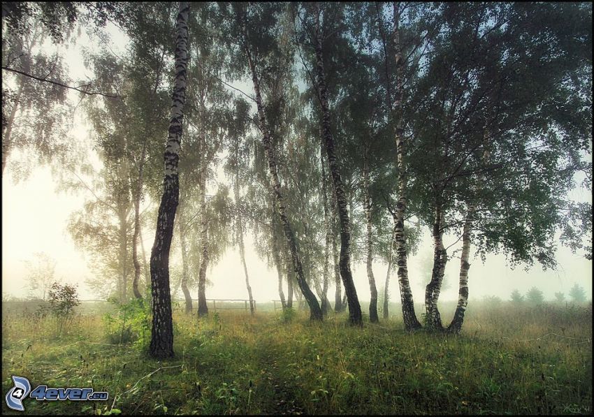 birches, grass, fog