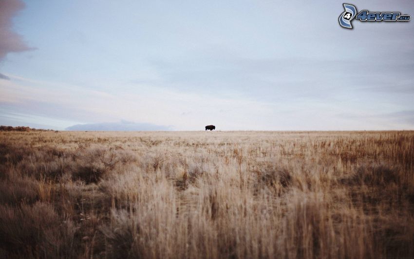 bison, field, silhouette