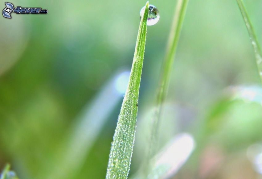 blade of grass, drop of water, macro