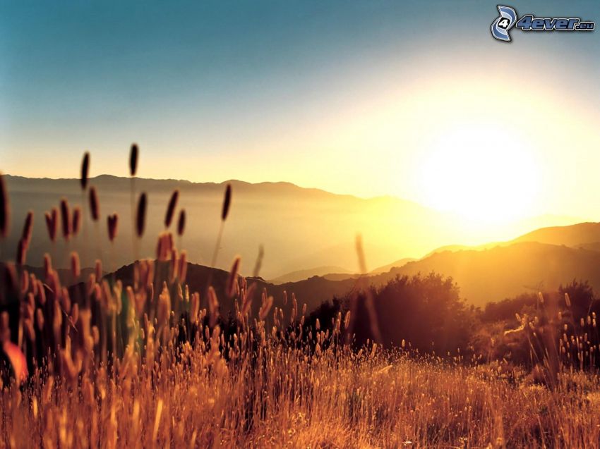 blades of grass at sunset, mountains, hills, sky, plants