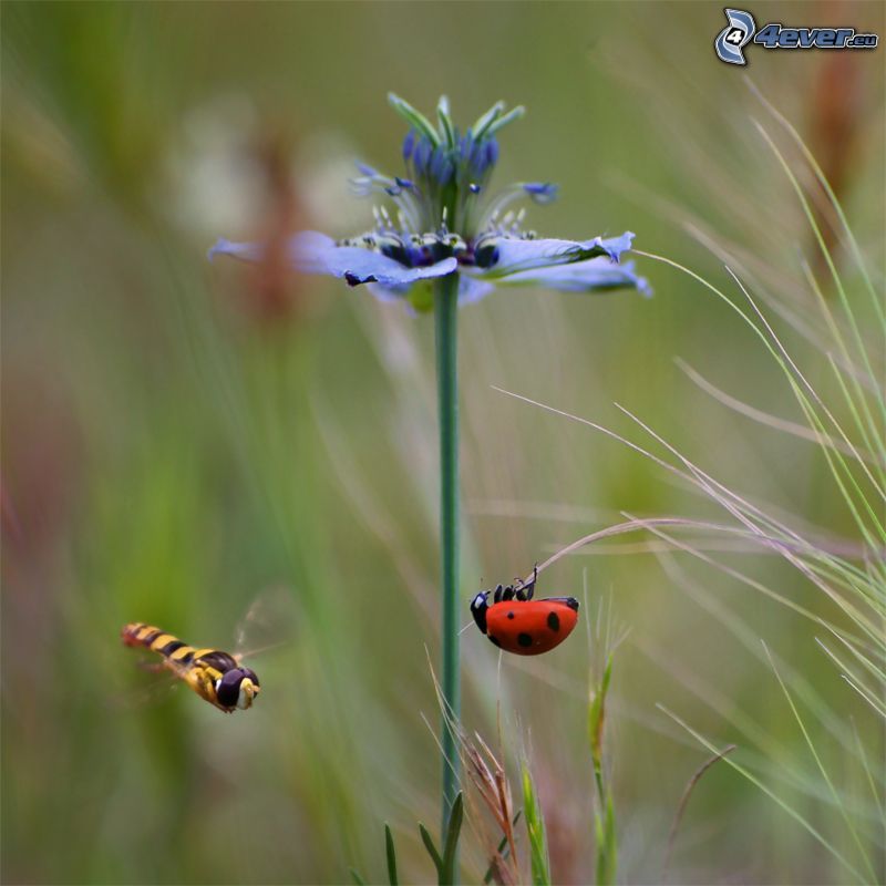 blue flower, ladybug, wasp