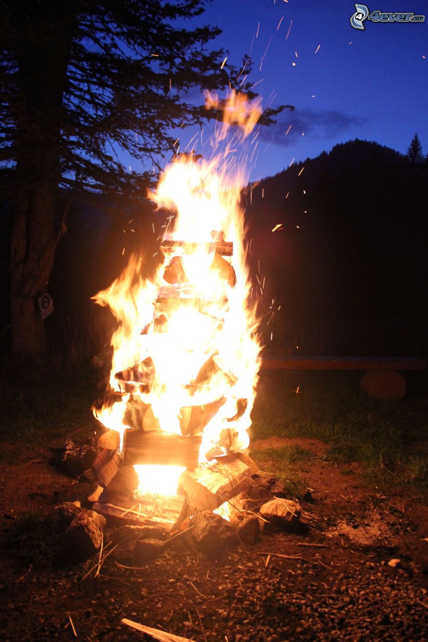 bonfire, fire, silhouette of tree
