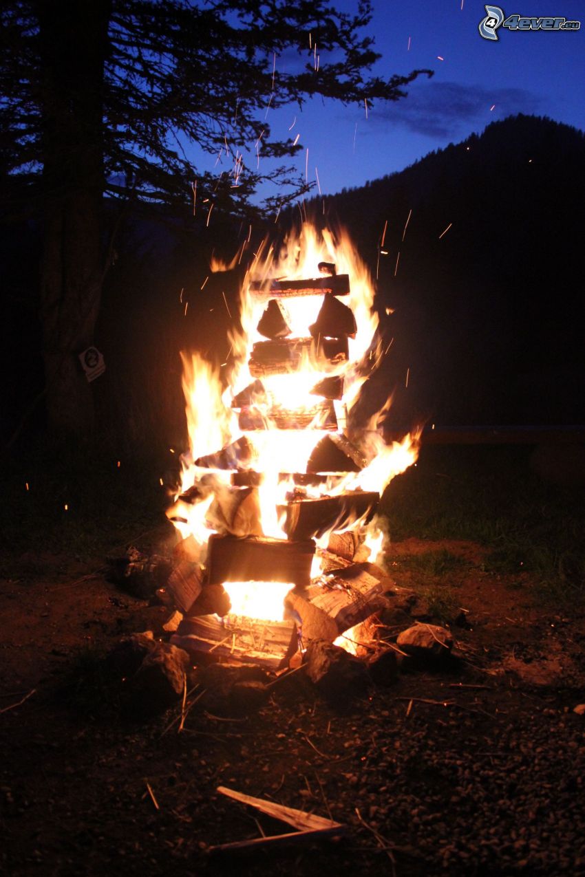 bonfire, fire, silhouette of tree