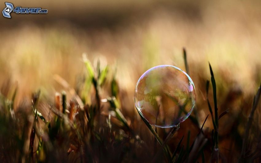 bubble, grass