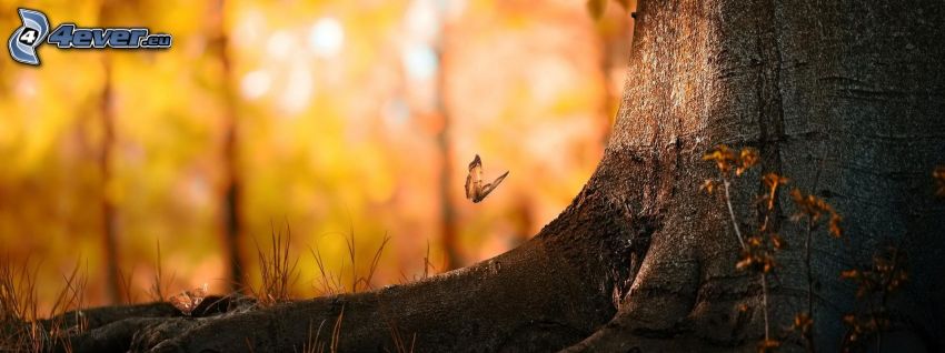 butterfly, branch, panorama