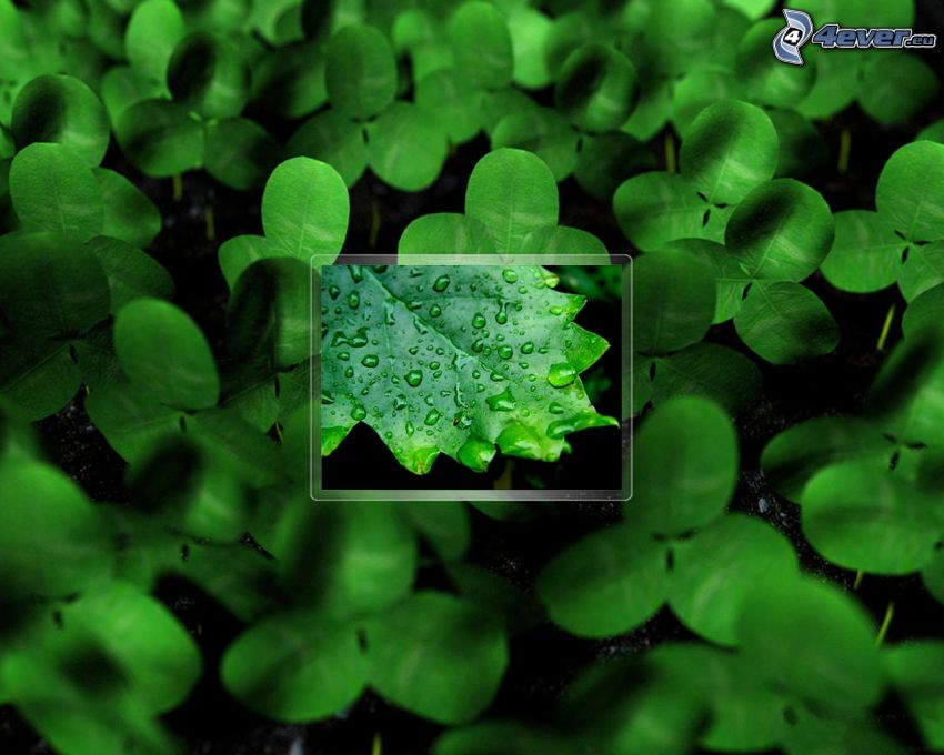 clover, leaf, drops of water, macro