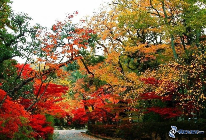 colorful autumn trees, park, sidewalk
