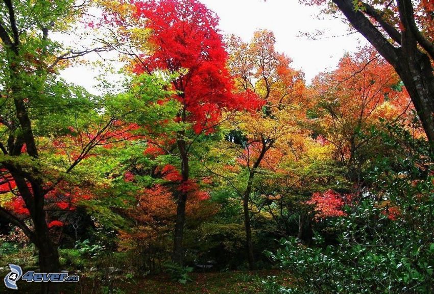 colorful autumn trees
