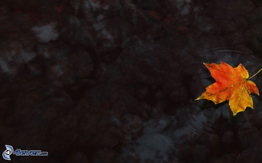 colorful leaf, water