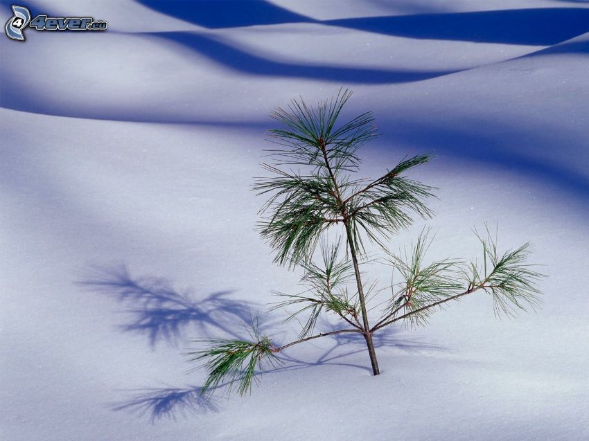 conifer twig, snow