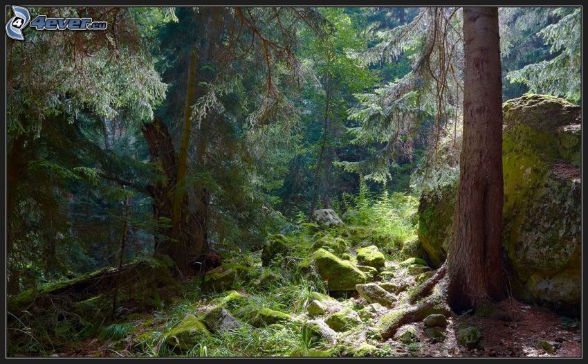 coniferous forest, rock, moss