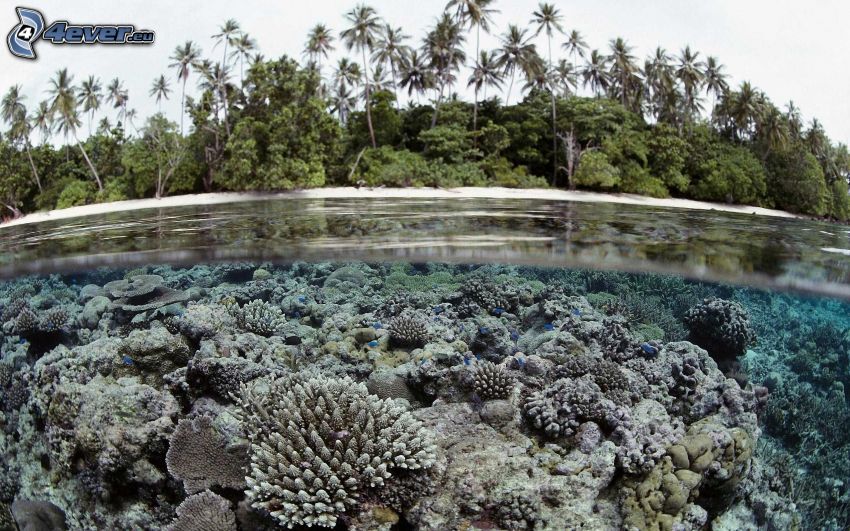 corals, palm trees