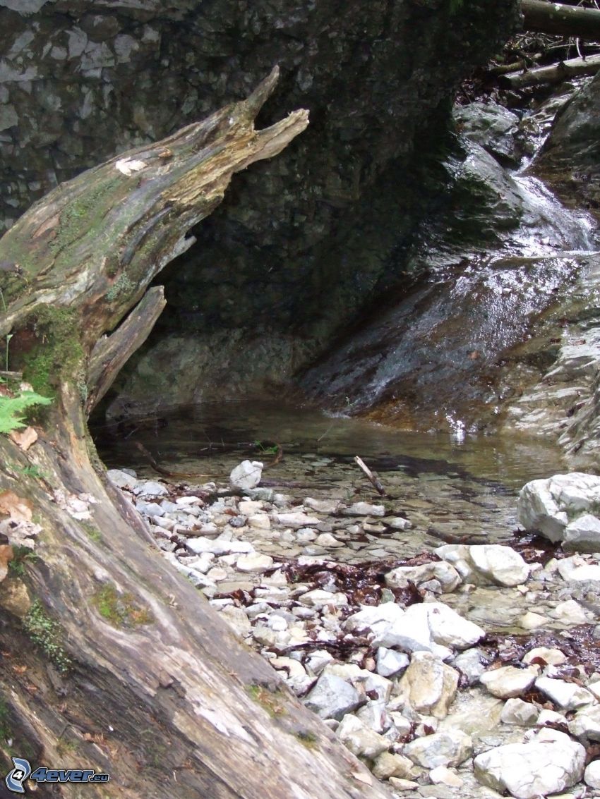 creek, stump, rocks