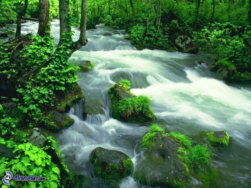 creek in forest, greenery
