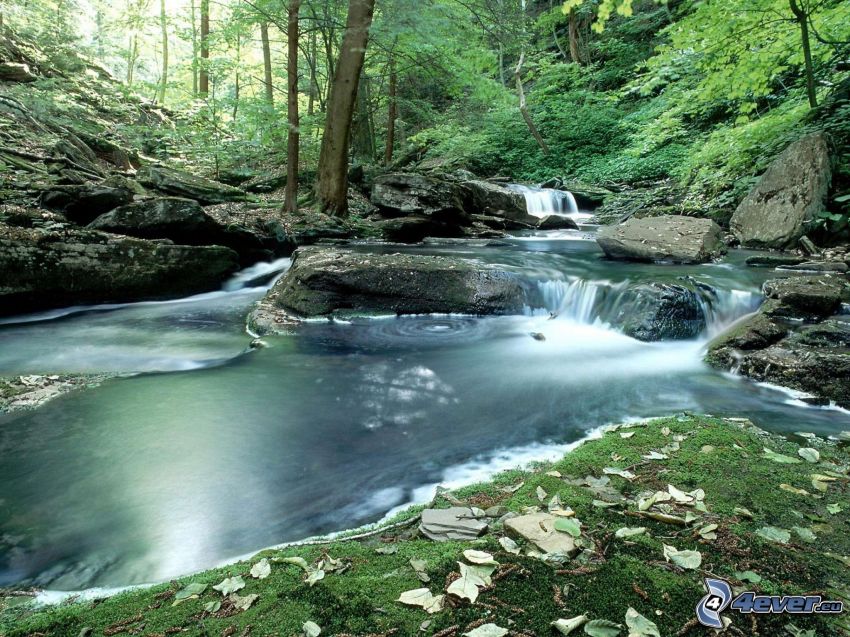 creek in forest, waterfalls, rocks, greenery
