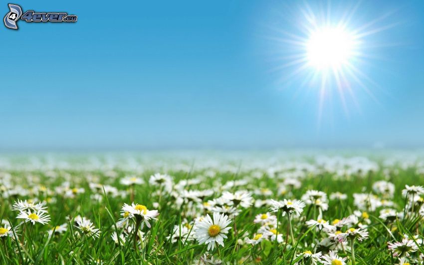 daisies, sun