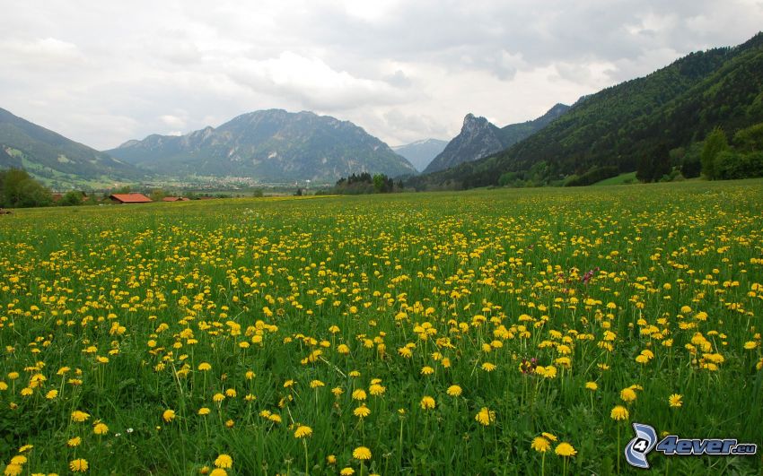 dandelion meadow, mountains