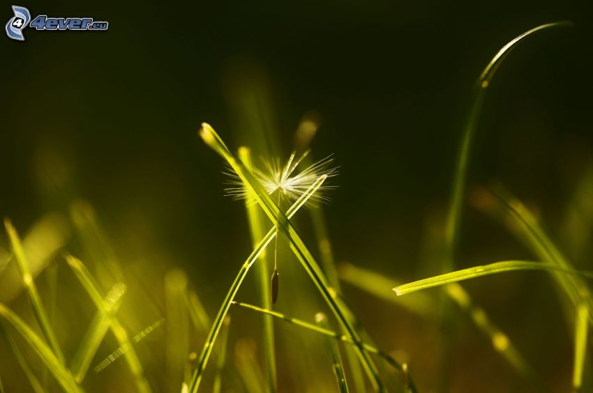 dandelion seeds, blades of grass