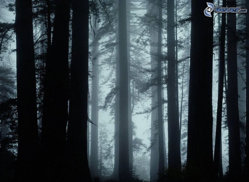 dark forest, silhouettes of the trees