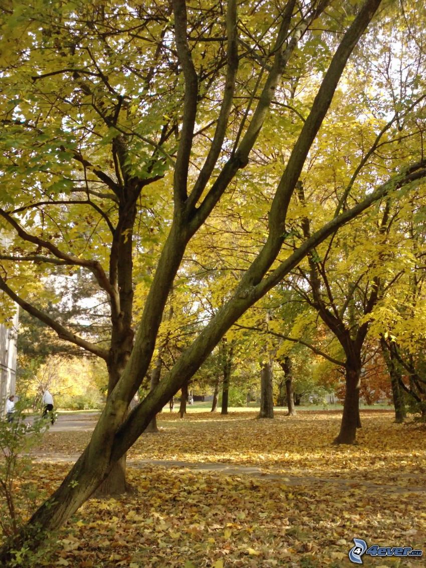 deciduous trees, park, dry leaves