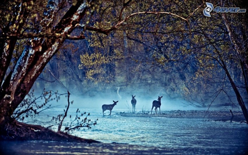 deers, River, trees