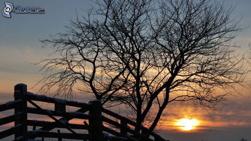 defoliate tree, palings, snow, sunset