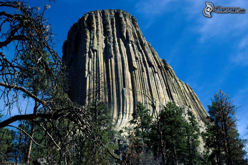 Devils Tower, rock, dry trees, coniferous trees