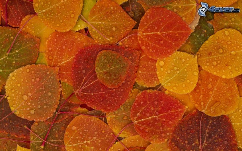 dew-covered leaves, colorful leaves, drops of rain