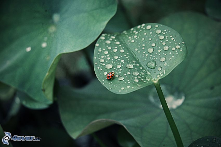 dew-covered leaves, ladybug on a leaf