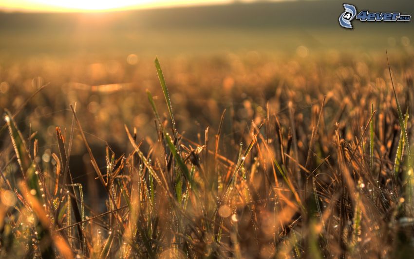 dew drops on grass, meadow, sunrise
