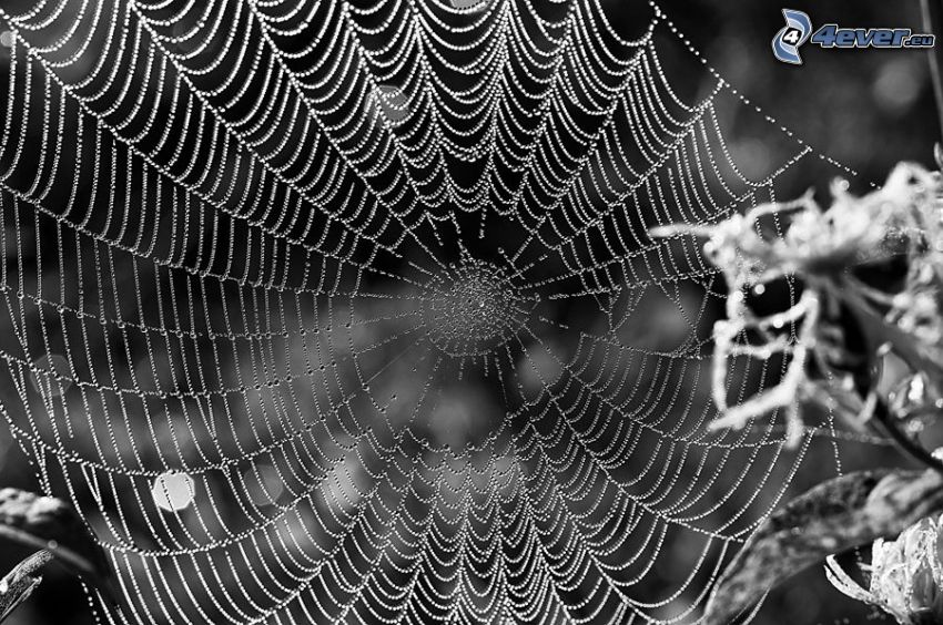 dewy spider web, black and white
