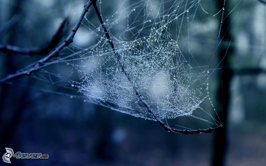 dewy spider web, branches