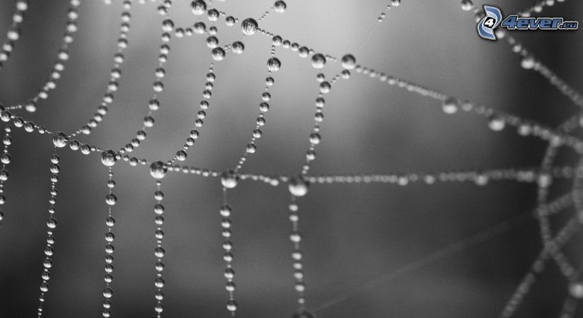 dewy spider web, dew