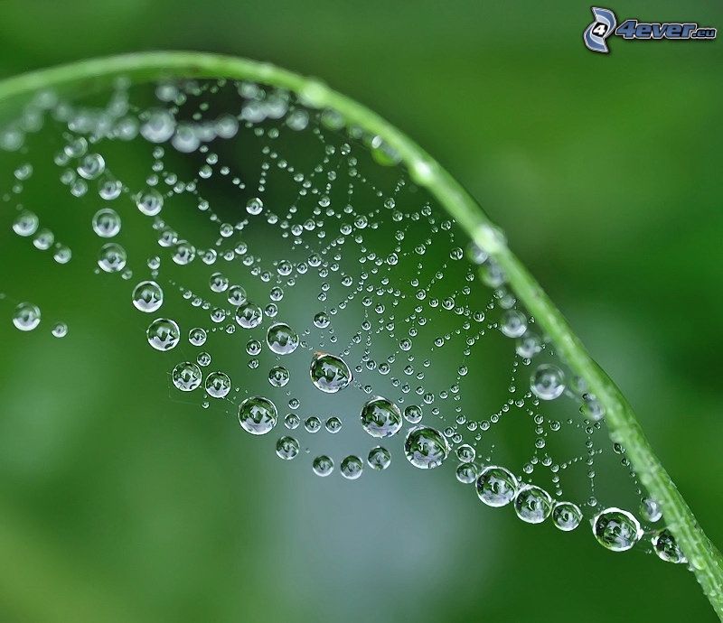 dewy spider web, drops of water, stem