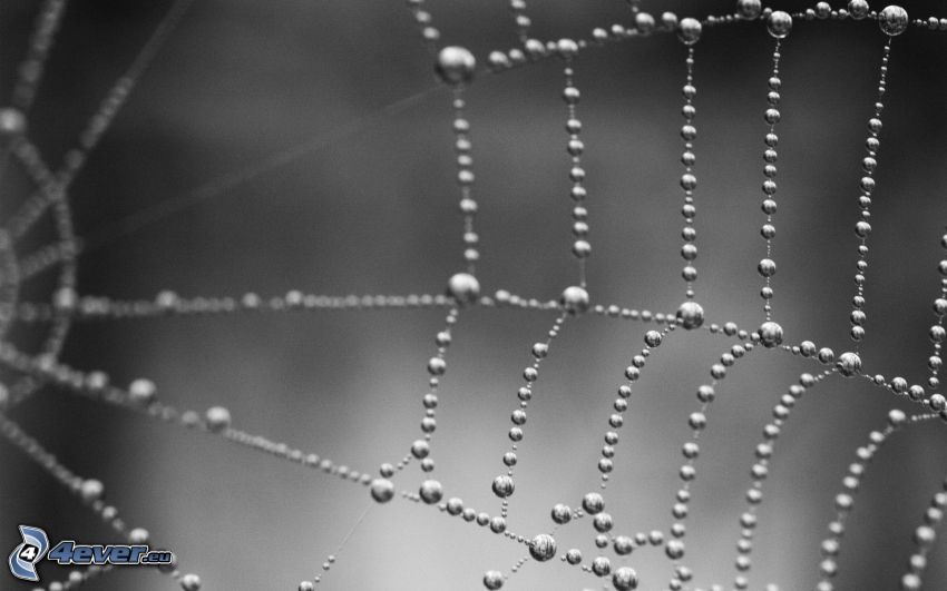 dewy spider web, drops of water