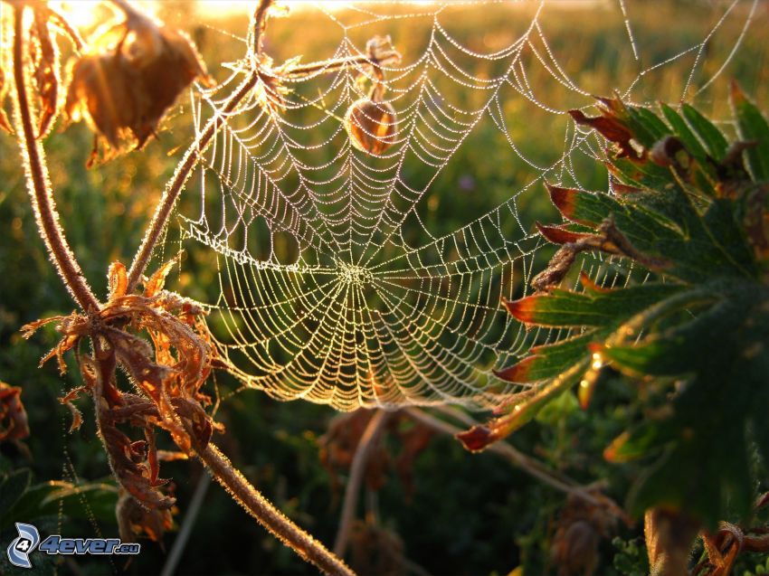 dewy spider web, plants, sunrise