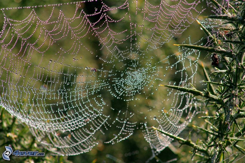dewy spider web, spines