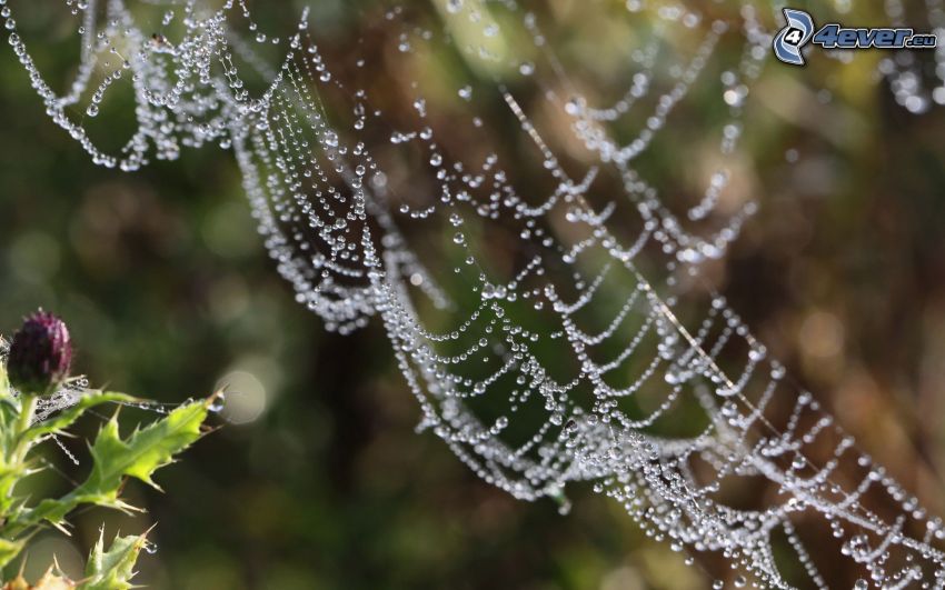 dewy spider web, thistle