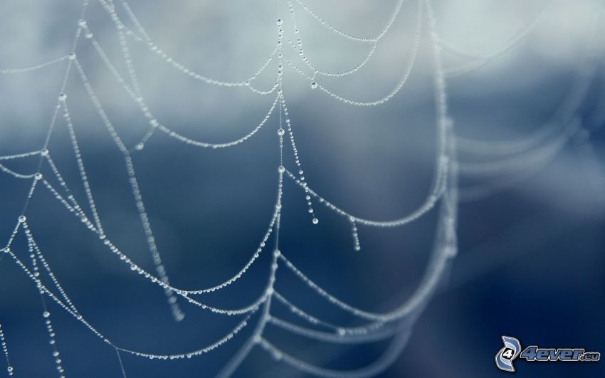 dewy spider web