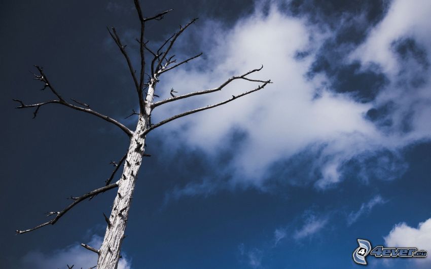 dried tree, sky