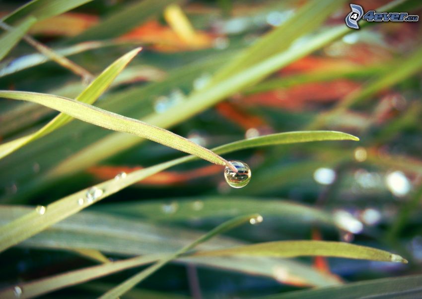 drop of water, blade of grass
