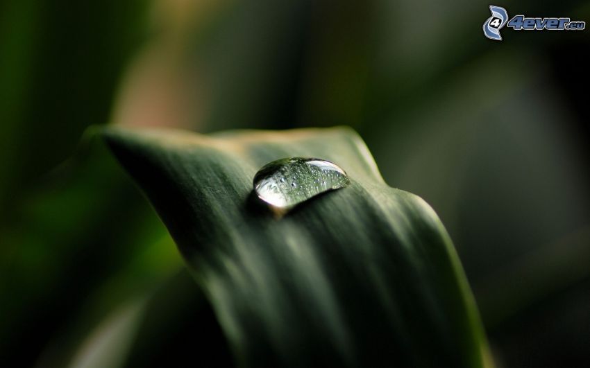 drop of water, green leaf